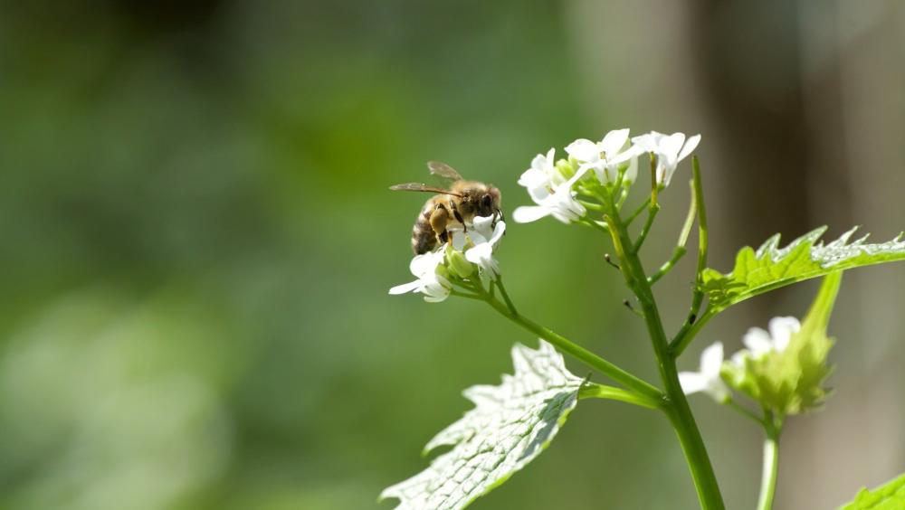 ecologie